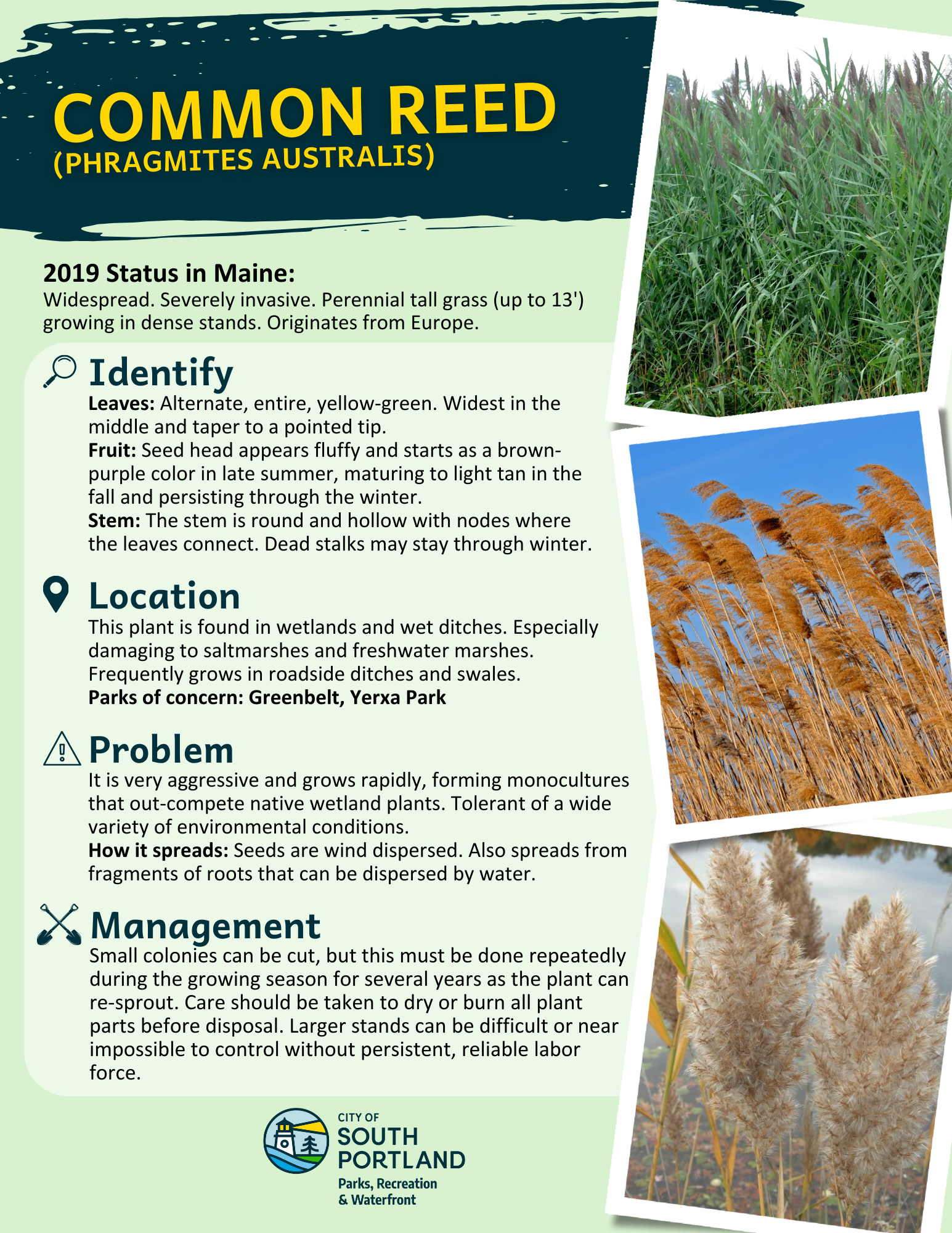 Common Reed Info sheet